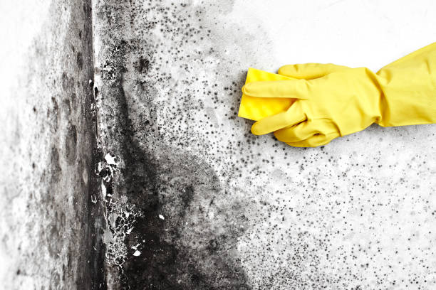 Certified Mold Removal in Gearhart, OR