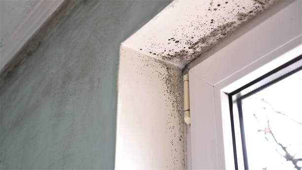 Best Same-Day Mold Removal  in Gearhart, OR