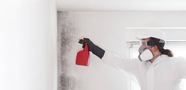 Best Best Mold Removal Companies  in Gearhart, OR
