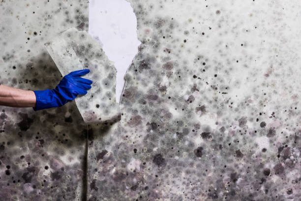 Reliable Gearhart, OR Mold Removal Solutions