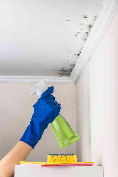 Best Attic Mold Removal  in Gearhart, OR